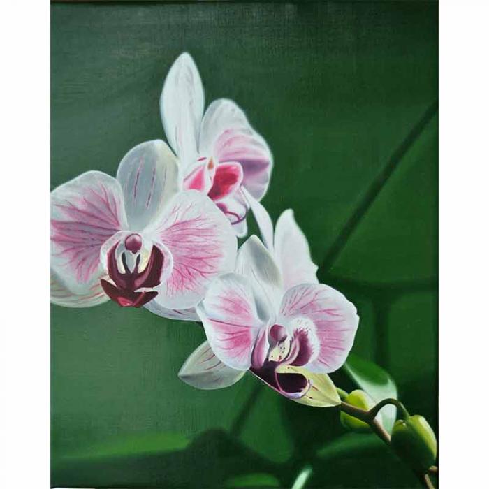 Phalaenopsis Hybida#2