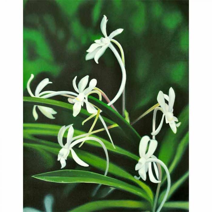Samurai Orchid