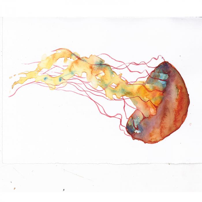 Meduse