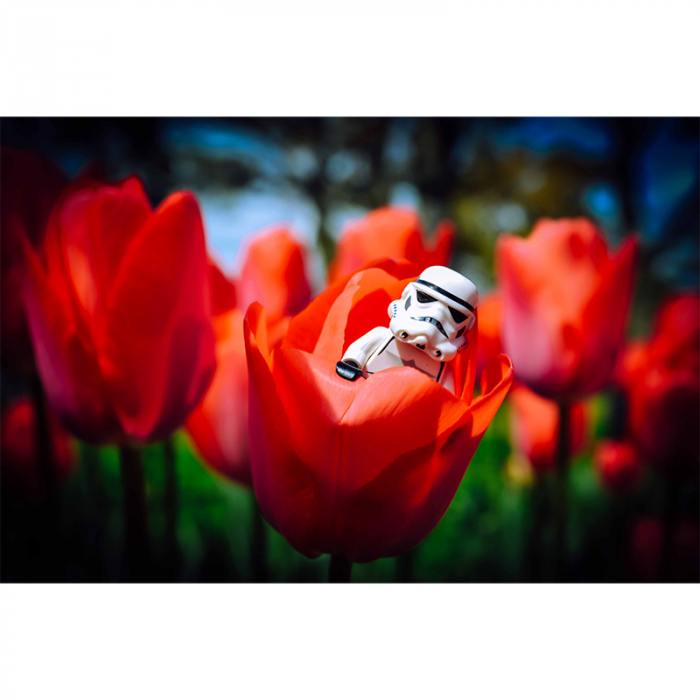 Tulipano
