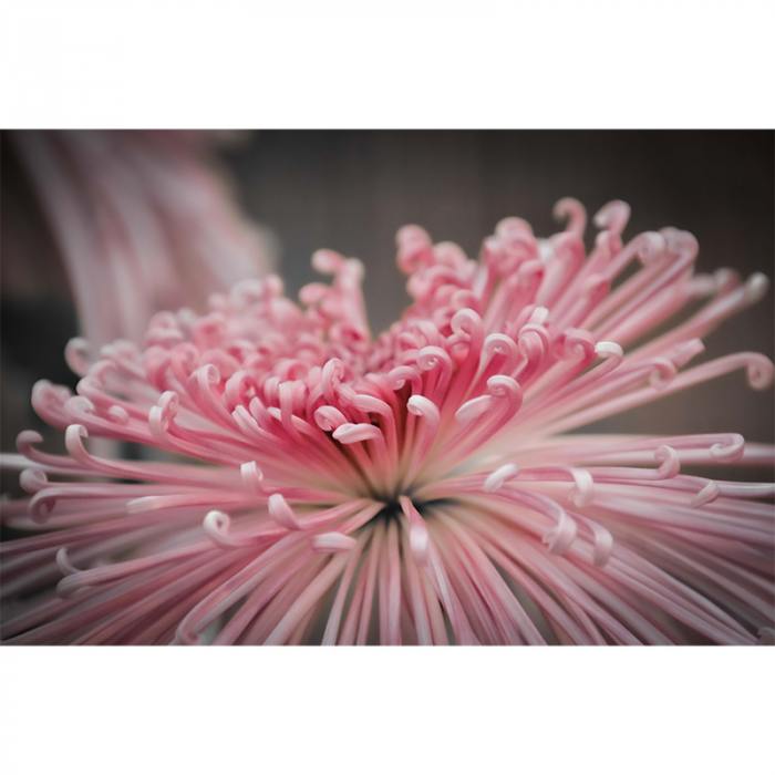 Fiore