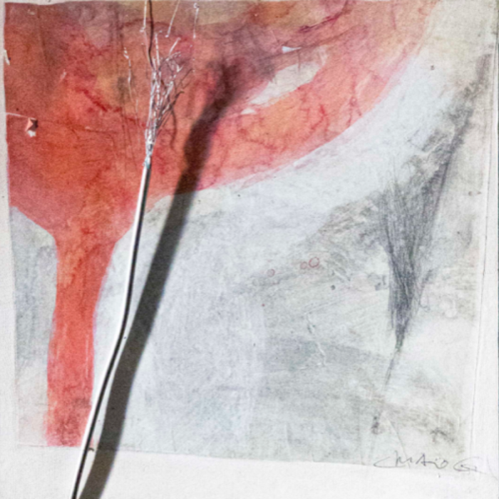 Frammento di papavero