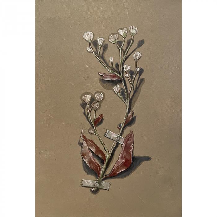 Herbarium Impossibile