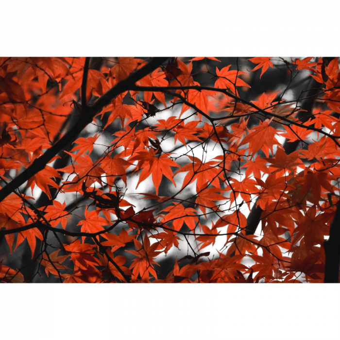 Foglie rosse