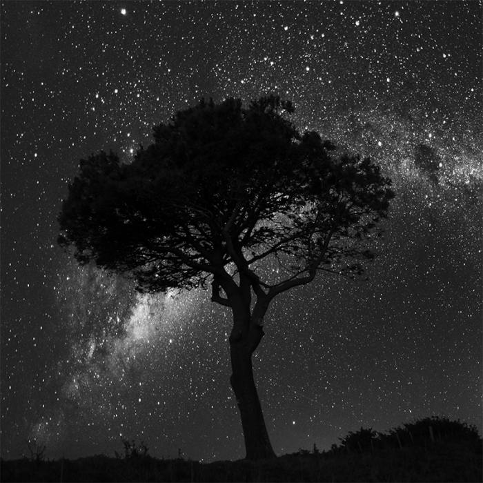 Tree at night