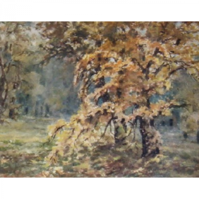 Mimose