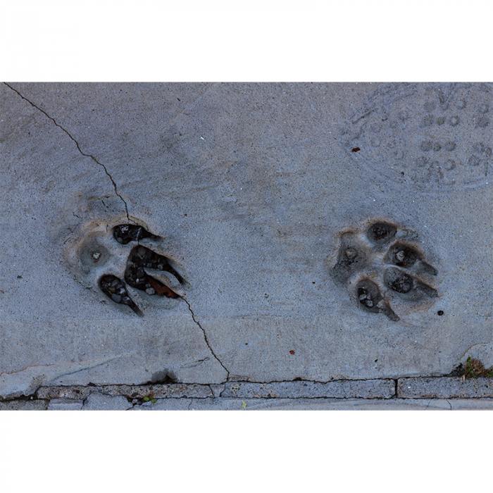 Fossili