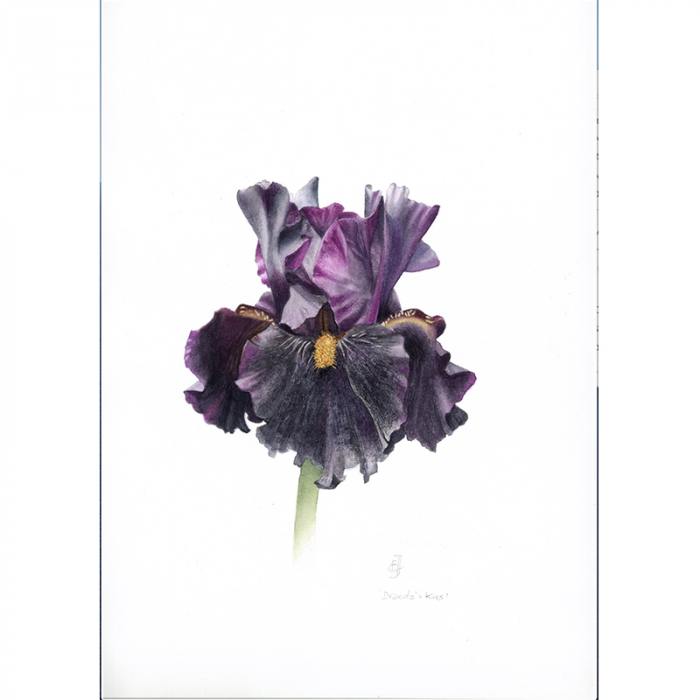 Dracula's kiss (iris germanica)