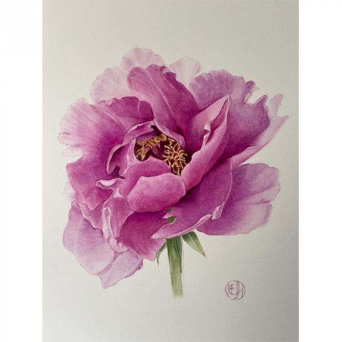 Pink Peony