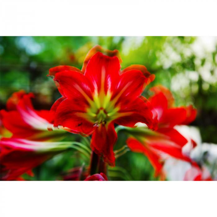 Amaryllis