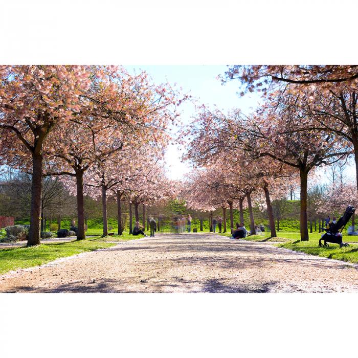 Viale