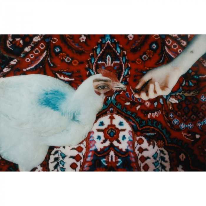 Gallina sul tappeto