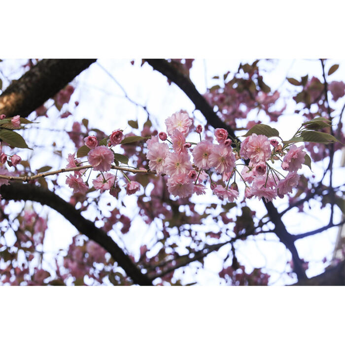 Fluctuating Blooms